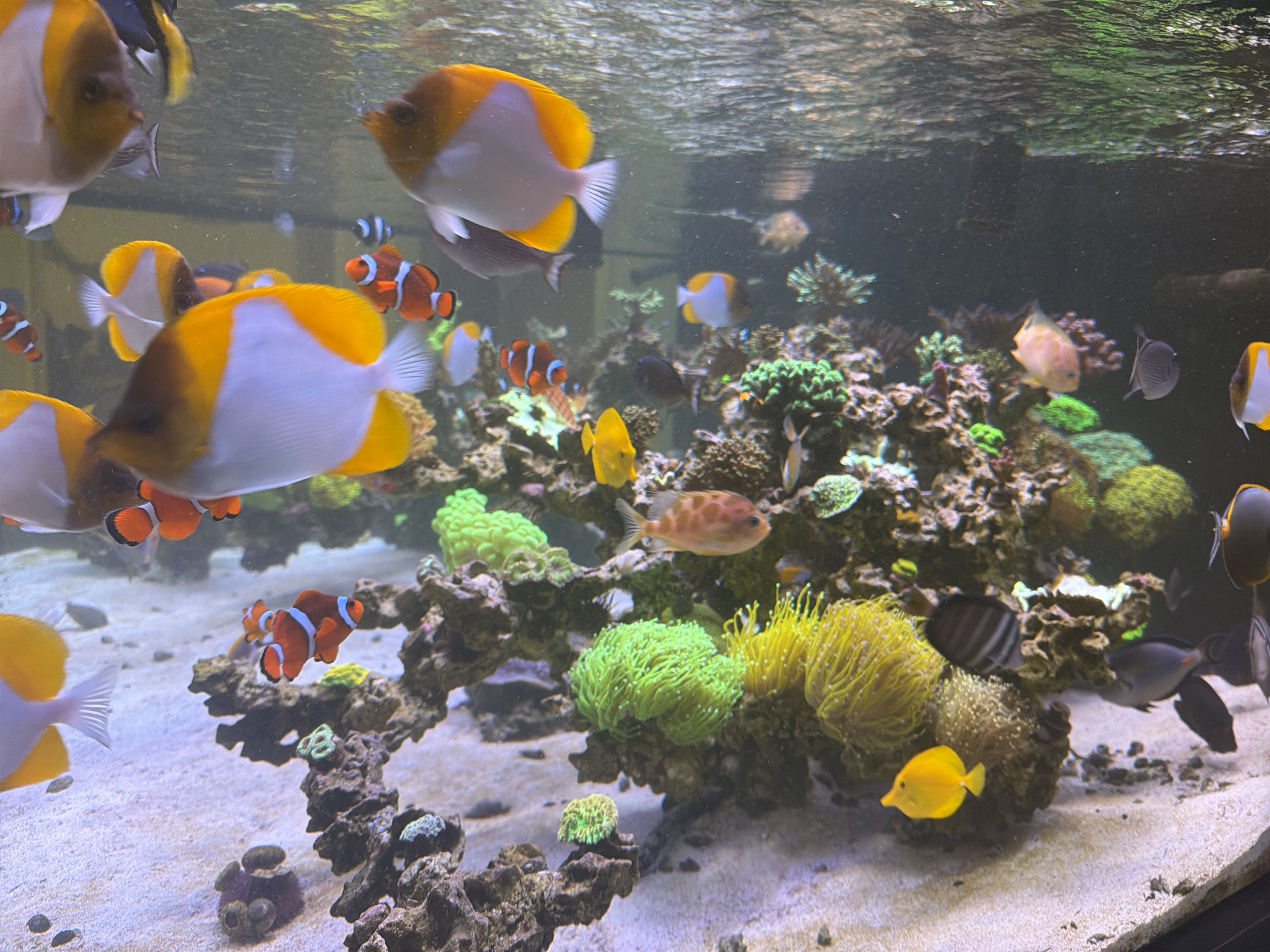 School of clownfish and butterfly fish