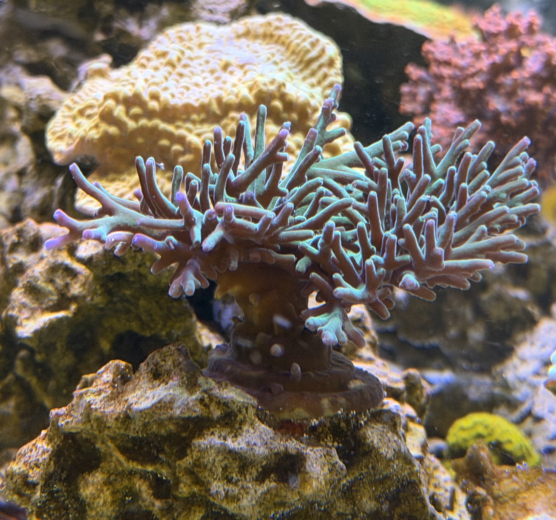 Blue acropora coral