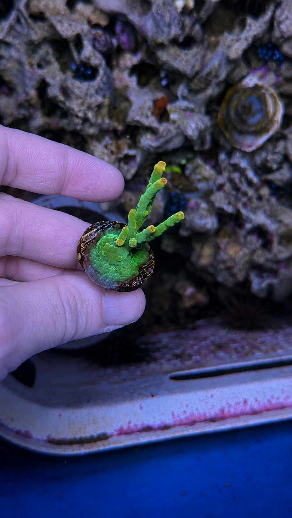Coral frag on plug