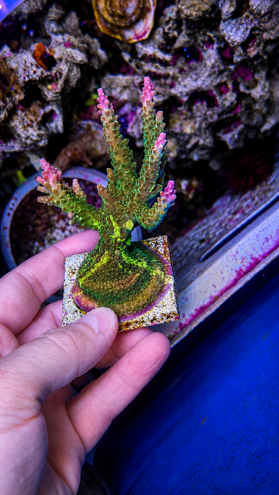 Coral frag on plug