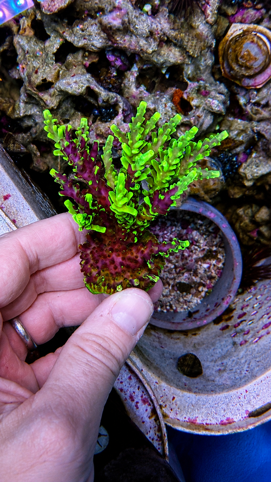 Coral frag on plug