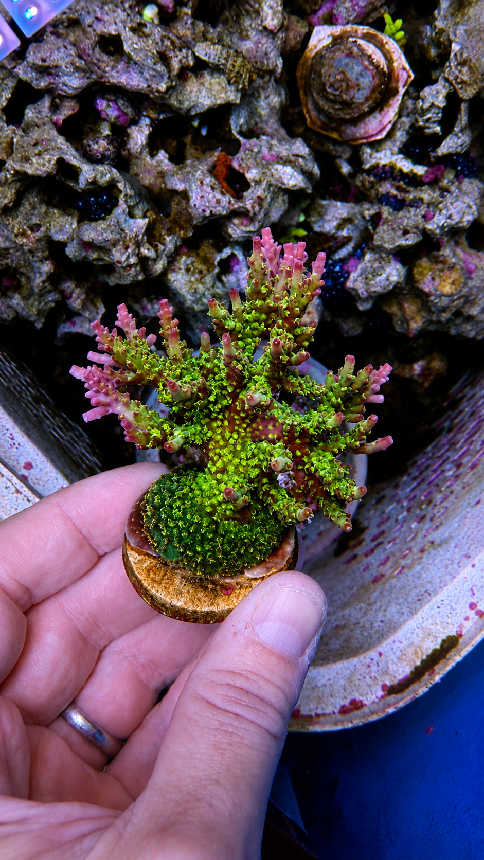 Coral frag on plug