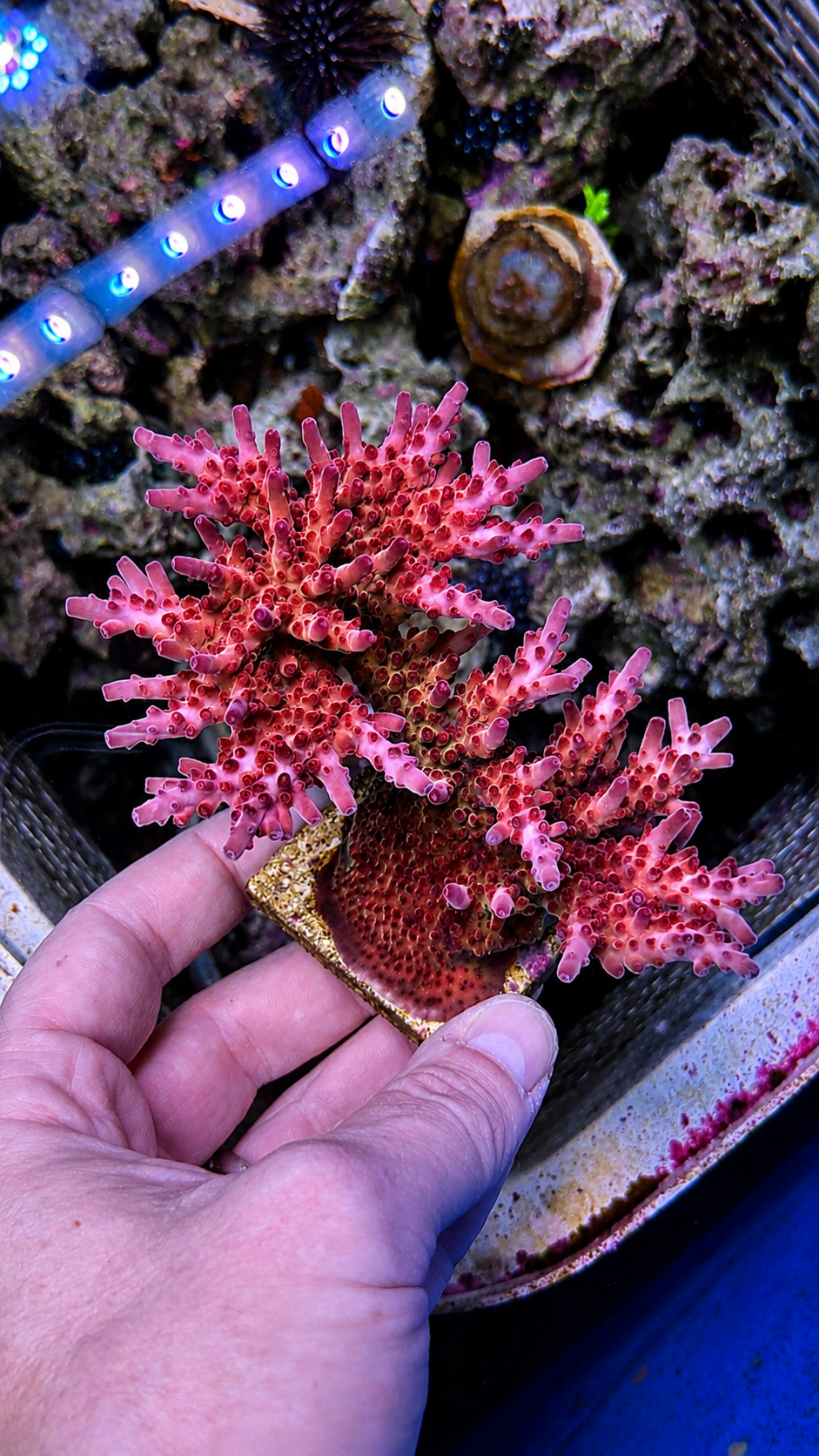 Coral frag on plug