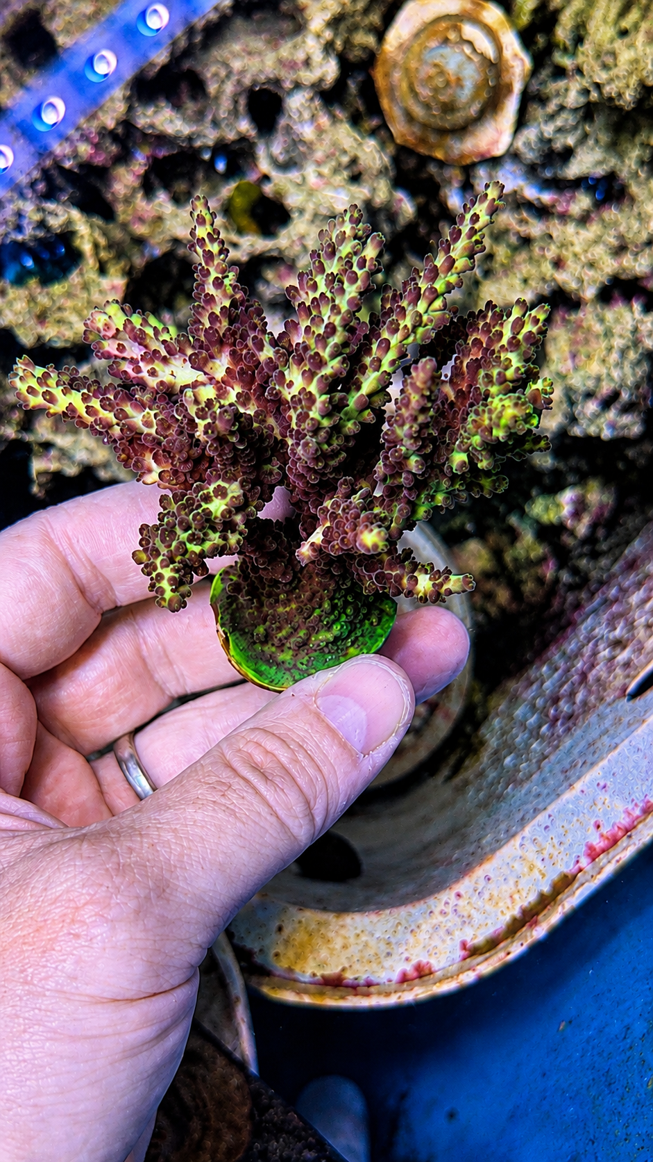 Coral frag on plug