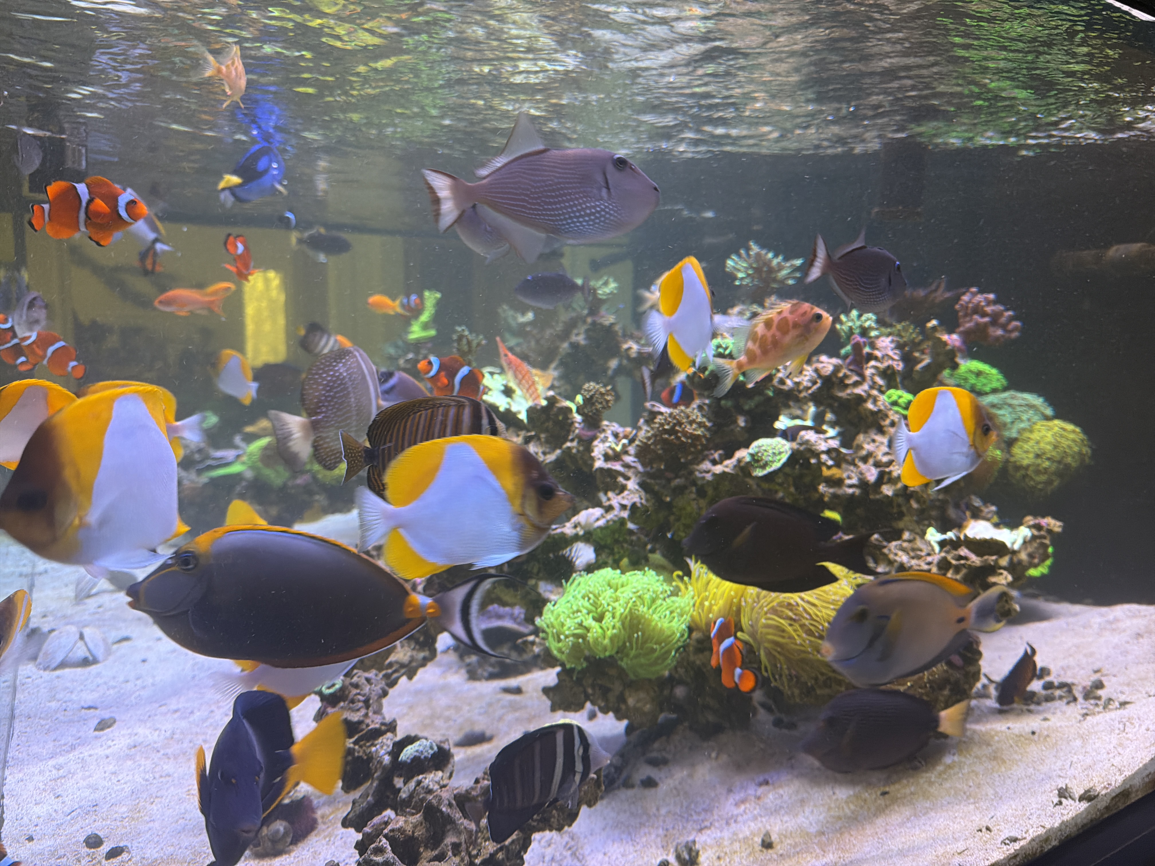 Reef community tank with many fish species
