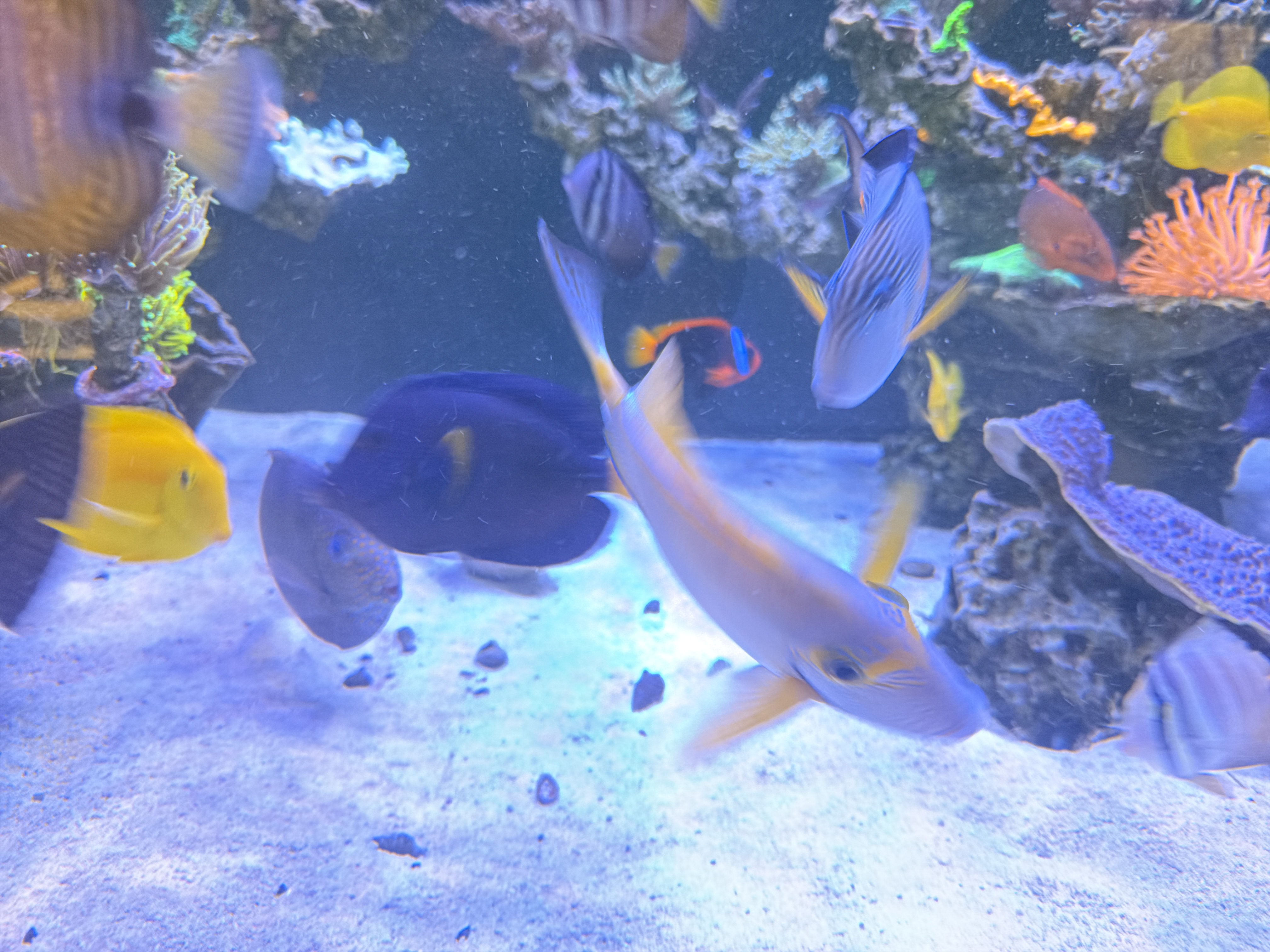 Tangs and reef fish swimming