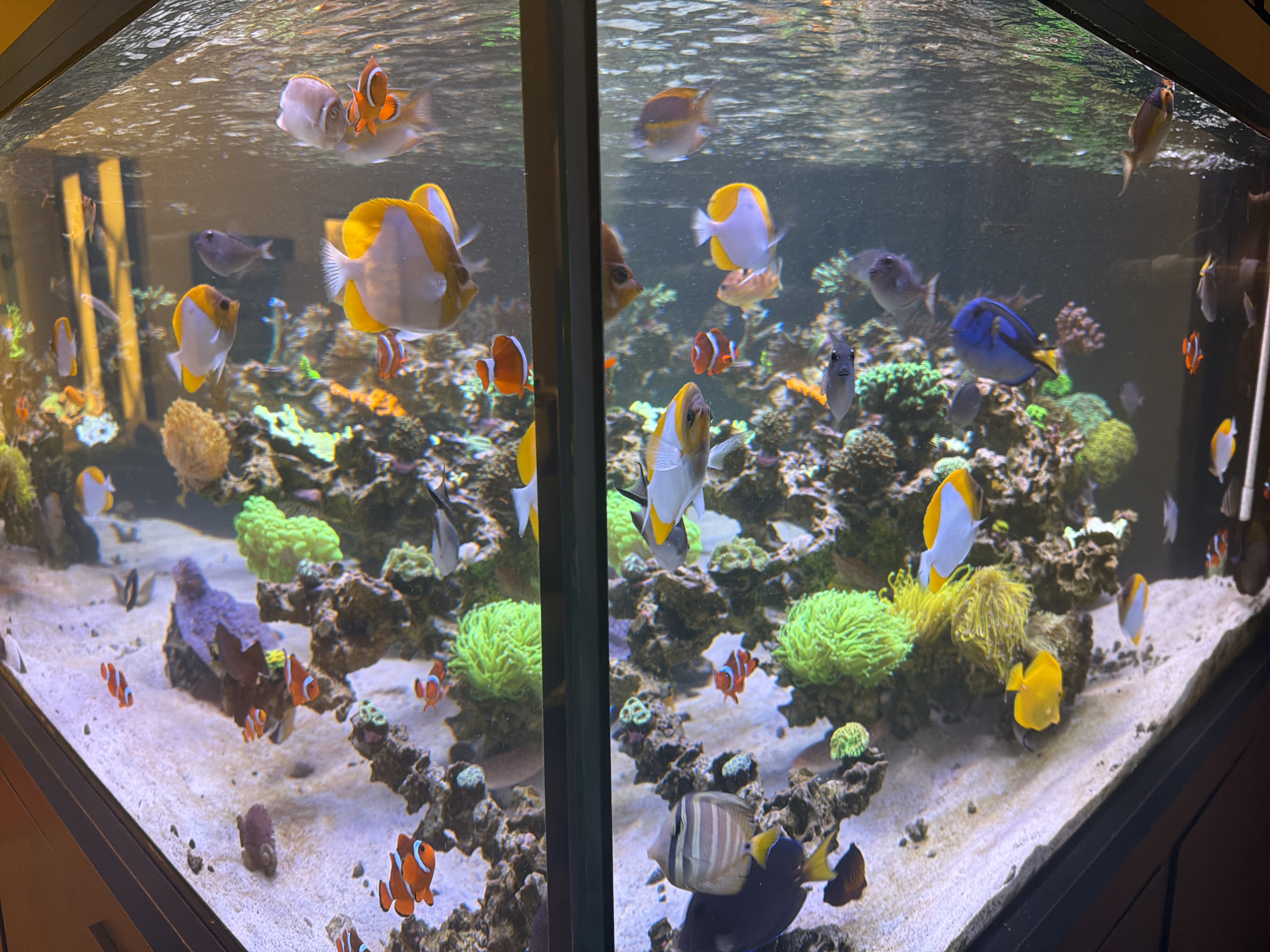 Corner reef aquarium