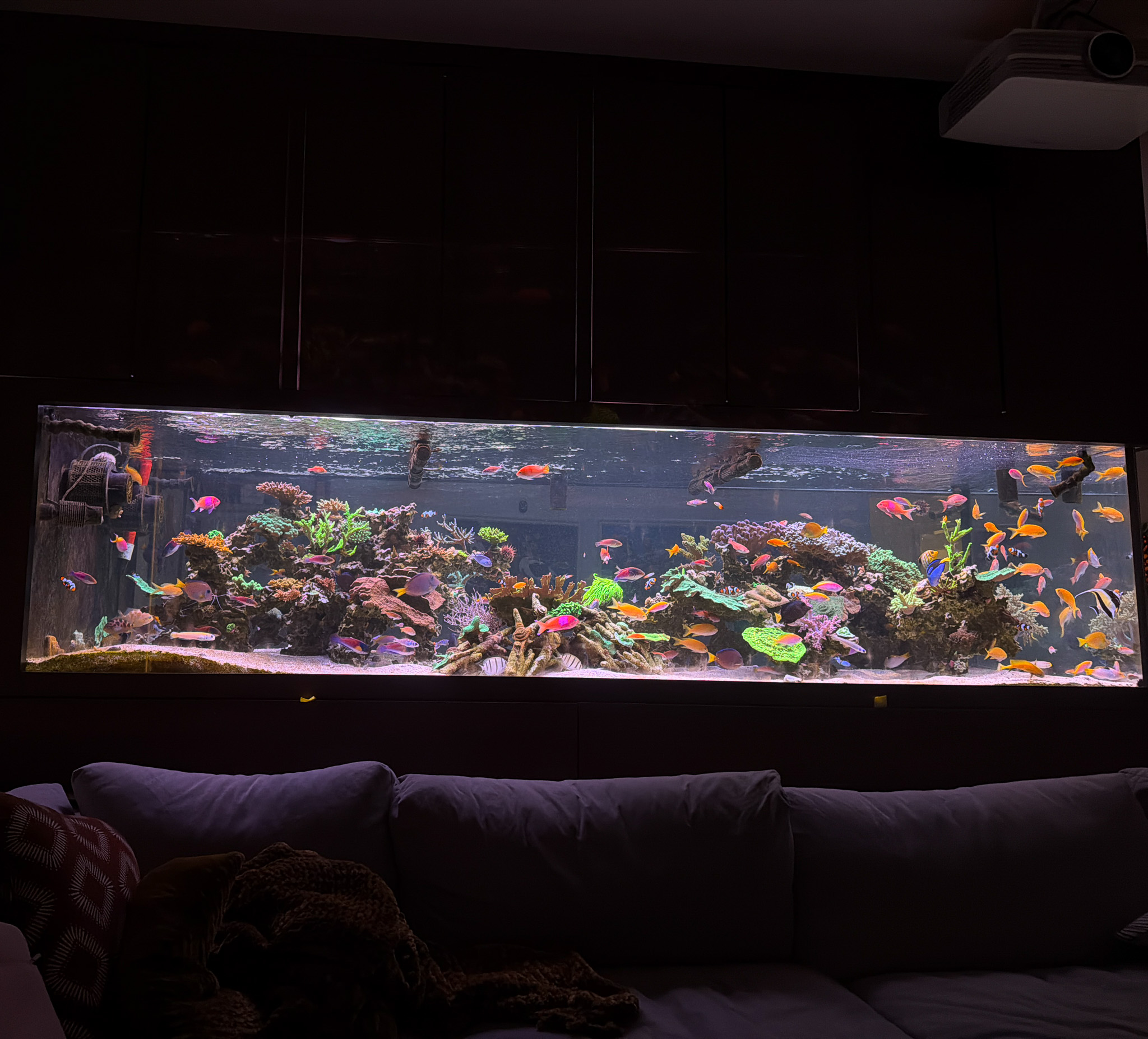Long reef aquarium above couch in living room